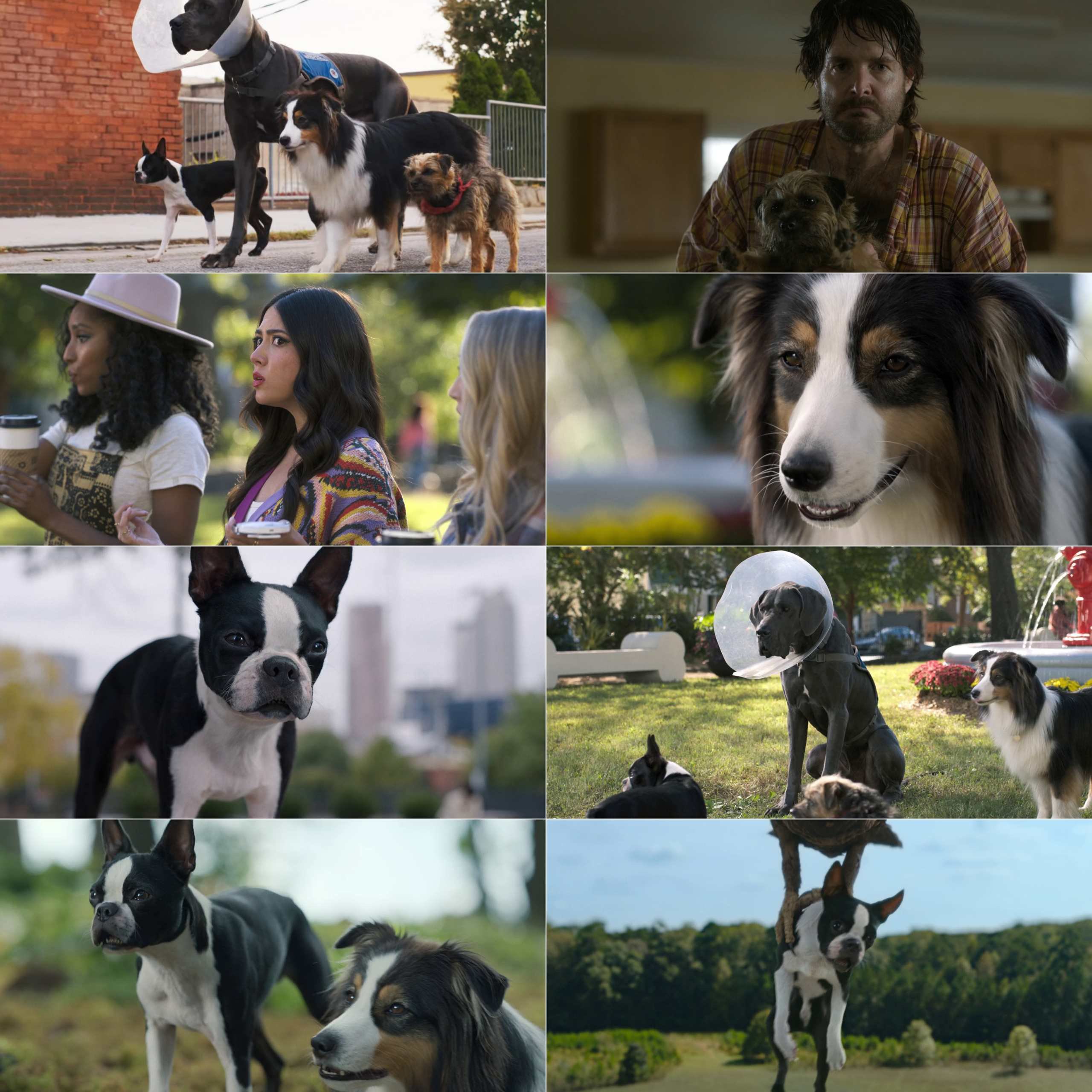 Strays 2023 Hindi English Dual Audio Hollywood Movie BluRay HD ESub Movies4U screenshot